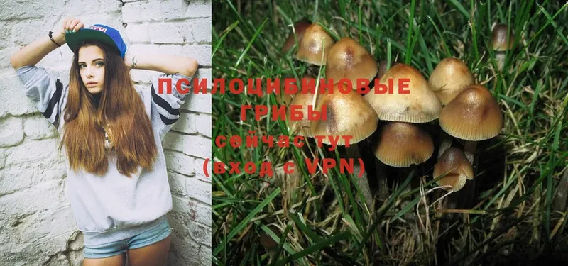 Псилоцибиновые грибы Psilocybe  Майский 